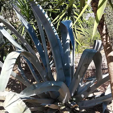 بيت ضيافة Alabianca